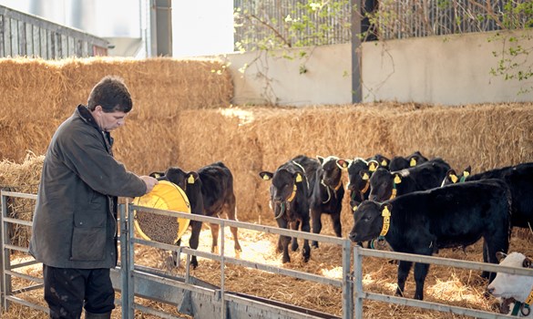 a man looking at cows